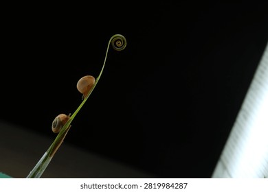 Macro shot of two small snails climbing up a green plant stem toward a spiral tendril against a dark background. Minimalist studio wildlife photography in close-up