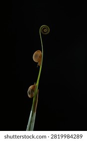 Macro shot of two small snails climbing up a green plant stem toward a spiral tendril against a dark background. Minimalist studio wildlife photography in close-up