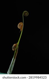 Macro shot of two small snails climbing up a green plant stem toward a spiral tendril against a dark background. Minimalist studio wildlife photography in close-up