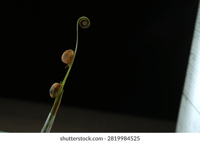 Macro shot of two small snails climbing up a green plant stem toward a spiral tendril against a dark background. Minimalist studio wildlife photography in close-up