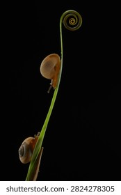 Macro shot of two small snails climbing up a green plant stem toward a spiral tendril against a dark background. Minimalist studio wildlife photography in close-up
