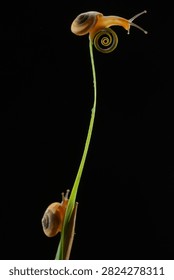 Macro shot of two small snails climbing up a green plant stem toward a spiral tendril against a dark background. Minimalist studio wildlife photography in close-up