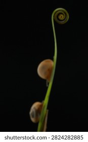 Macro shot of two small snails climbing up a green plant stem toward a spiral tendril against a dark background. Minimalist studio wildlife photography in close-up