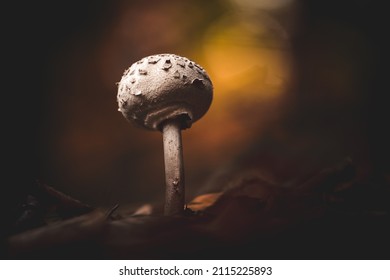 A macro shot of an umbrella mushroom on the autumn forest floor