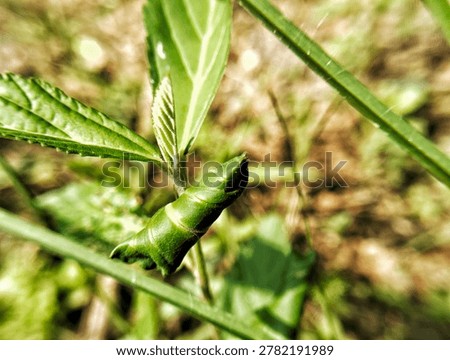 Macro shot of a unique green leaf rolled tightly by a leaf-roller caterpillar or insect in the wild.