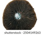 A macro shot of an upturned Psilocybe cubensis cap, highlighting the intricate gills and delicate textures. The image captures the natural symmetry and rich detail of this psychoactive mushroom.