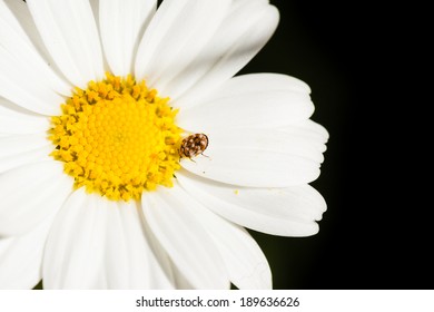 Macro Shot Of A Varied Carpet Beetle On A White Daisy