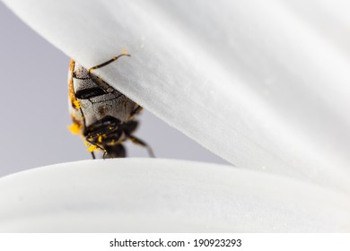 Macro Shot Of A Varied Carpet Beetle On A White Daisy