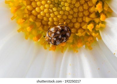 Macro Shot Of A Varied Carpet Beetle On A White Daisy