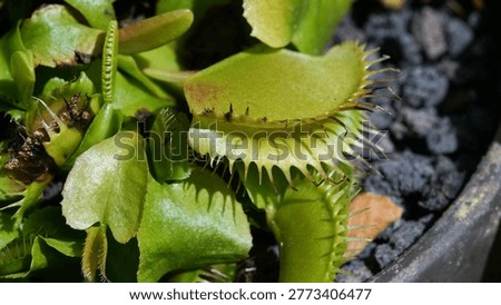 Macro shot of a Venus flytrap (Dionaea muscipula) with open traps in a pot