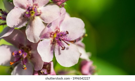 A Macro Shot Of A Verbascum Southern Charm Bloom.