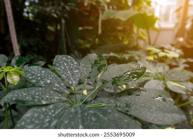 Macro shot of vibrant green foliage with dew drops, bathed in warm sunlight. Ideal for nature, gardening, and environmental themes, highlighting the purity and serenity of the natural world. - Powered by Shutterstock