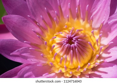 Macro shot of vibrant pink purple lotus or water lity flower and green leaves in flower garden, selective focus on pollens - Powered by Shutterstock