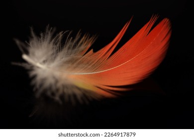 Imagen macro con plumas