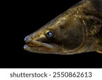 Macro shot of a walleye fish head showing eye and detailed scales, isolated on a black background.