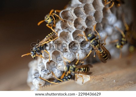 Macro shot of a wasp nest with some wasps. High quality photo