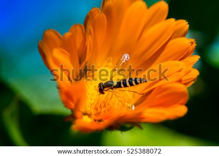 Similar – Bee flight, bee and poppy