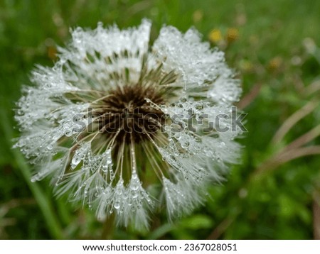 Macro shot of water droplets in wet seeded dandelion plant head composed of wet, white pappus (parachute-like seeds) in the meadow surrounded with green grass and vegetation. Lion's tooth