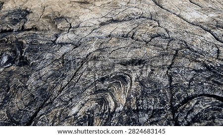 Macro shot of weathered teak tree stump texture background with swirly grain and cracks