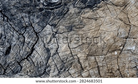 Macro shot of weathered teak tree stump cross section with two tone swirly growth rings and cracked surface texture background