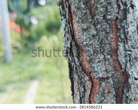 Macro shot of weathered tree bark with lichen patterns and warm bokeh lights in the background.