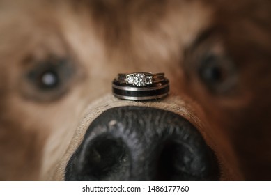 Macro Shot Of Wedding Rings On A Bear Skin Rug