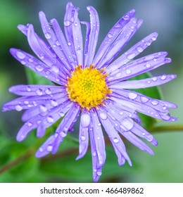 A Macro Shot Of A Wet Blue Aster Frikartii Monch Bloom.