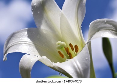 Macro Shot Of The White Easter Lily Flower Known As Lilium Longiflorum. Has A Perennial Bulb With Large, White, Trumpet-shaped Flowers That Have A Wonderful Fragrance. Wet Flower Petals.