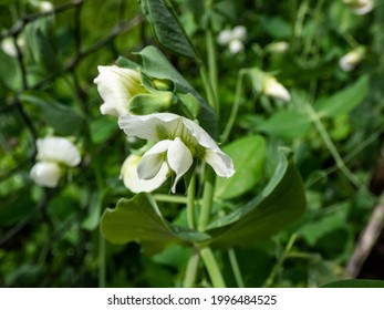 Garten Gemuse Stockfotos Bilder Und Fotografie Shutterstock