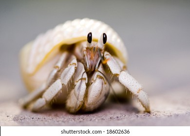 Hermit crabs Images, Stock Photos & Vectors | Shutterstock