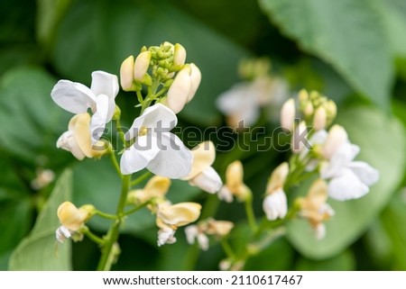 Macro shot of white runner bean (phaseolus coccineus) flowers in bloom