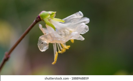 A Macro Shot Of A White Winter Honeysuckle Bloom.