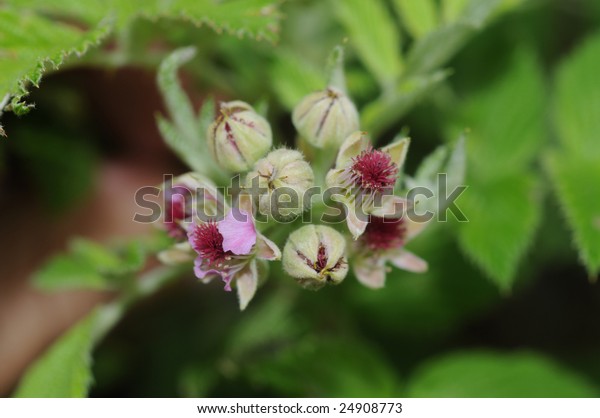 Macro Shot Wild Black Raspberry Flowers Stock Photo Edit Now 24908773