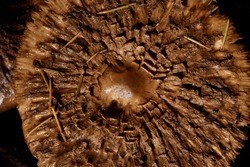 Macro Shot Of A Wild Brown Mushroom.