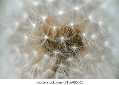 Macro shot Wild Taraxacum. Beautiful fluffy dandelion flowers. Abstract natural background, beauty and freshness of spring time - Shutterstock ID 2156485061