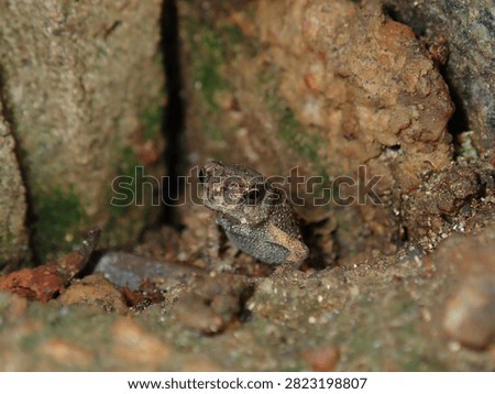 Macro shot of a wild toad (Bufonidae, Class Amphibia) blending in with dirt and tree bark.