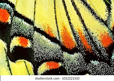 Macro shot of the wing of a Swallowtail butterfly’s wing, revealing the microscopic scales that create it’s color patterns.