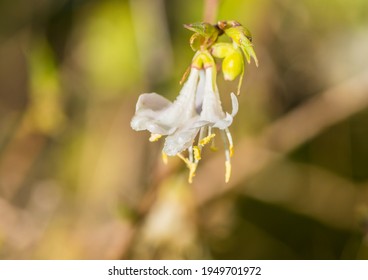 A Macro Shot Of A Winter Honeysuckle Bloom.