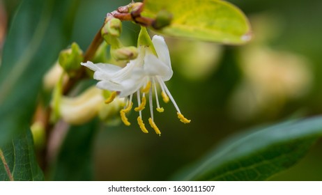 A Macro Shot Of Winter Honeysuckle Blooms.