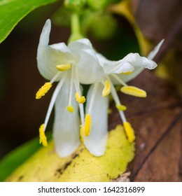 A Macro Shot Of Winter Honeysuckle Blooms.