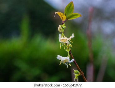 A Macro Shot Of Winter Honeysuckle Blooms.