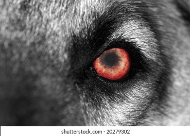 A macro shot of a wolf or dog with a red eye