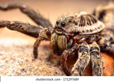 Macro shot of a wolf spider 