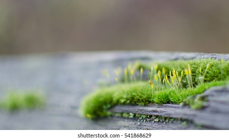 Macro Shot Of Wooden Fence  At Sammamish Trail Covered By Fresh Moss