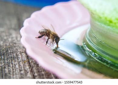 Macro shot of working bee that drink water at hot summer day.