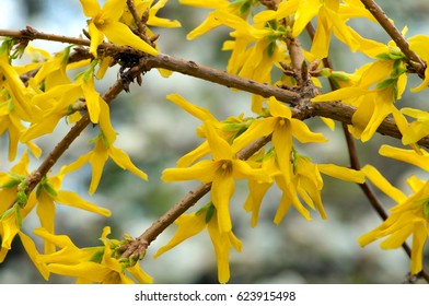 A macro shot of the yellow blooms of a forsythia bush