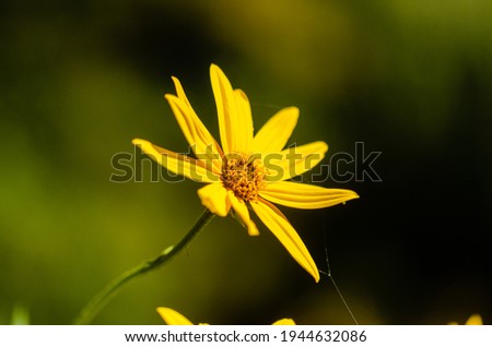 Foto Bild gelbes Blütenmeer Pflanze