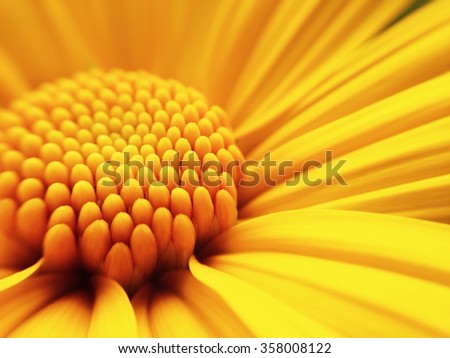 Macro shot yellow flower background