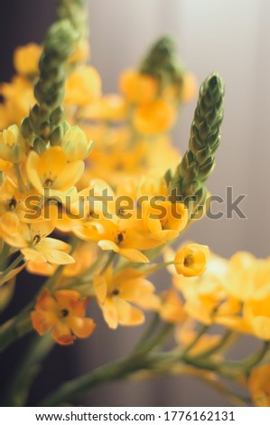 macro shot of yellow flowers with buds. Ornithogalum 
