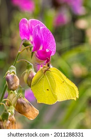 A Macro Shot Of A Yellow And Green Common Brimstone (Gonepteryx Rhamni) Butterfly Feeding From Sweat Pea Flower (Lathyrus Odoratus).